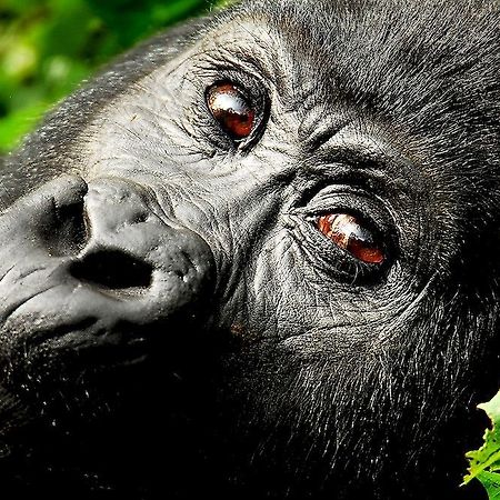 Готель Sanctuary Gorilla Forest Camp Ntungamo  Екстер'єр фото