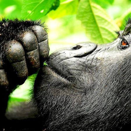 Готель Sanctuary Gorilla Forest Camp Ntungamo  Екстер'єр фото