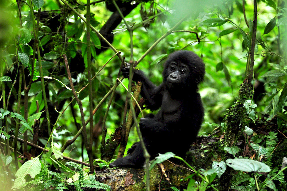 Готель Sanctuary Gorilla Forest Camp Ntungamo  Екстер'єр фото